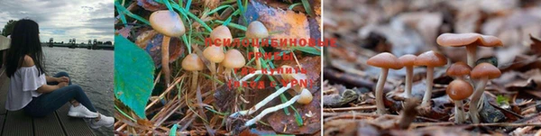 ПСИЛОЦИБИНОВЫЕ ГРИБЫ Коряжма